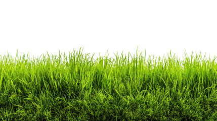 Obraz premium Lush green grass border against a dark backdrop, perfect for design and nature projects.