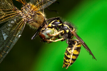a wasp kills a dragonfly. a wasp on the hunt. an insect battle. a colorful macro photograph of...