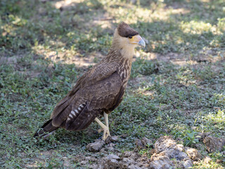 Brazil. Pantanal, Crested Caracara, Polyborus plancus, standing on the ground looking for food