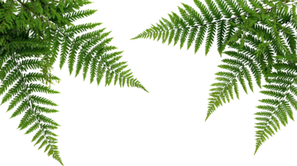 Two lush green fern leaves with intricate patterns against a white isolated background.