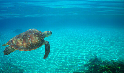 Obraz premium a green turtle on a caribbean island