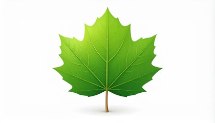 Detailed illustration of a fresh green sycamore or maple leaf with a stem and veins, representing spring, growth, and ecology on a clean white backdrop