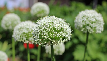 Garden Allium Flowers Closeup