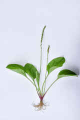 Plantago major white background traditional herbal medicine ingredients, wild plants