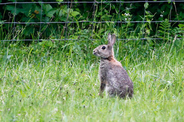 Rabbit (Oryctolagus cuniculus) sitting up in grass. Taken in May near Salisbury, England.