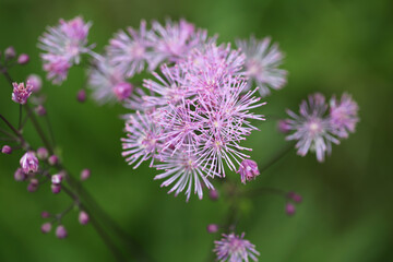 Meadow-rue (Thalictrum) flower. Taken in May near Salisbury, England.