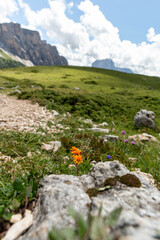 Yellow Alpine Wildflowers Blooming Among Rocks