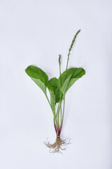 Plantago major white background traditional herbal medicine ingredients, wild plants