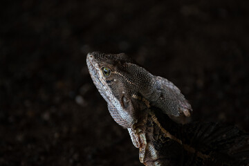Wild Basilisk Lizard in the Rainforest of Costa Rica
