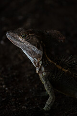 Common Basilisk Camouflaged in the Tropical Jungle
