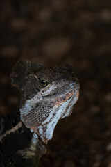 Wild Basilisk Lizard in the Rainforest of Costa Rica