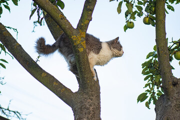 Cute cat slumped over a branch tree. Beautiful cat pet climbs a tree.