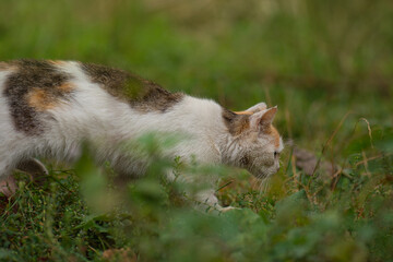 Cat walking freely outside on private territory. Need for pets to be outdoors
