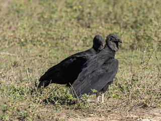 Brazil. Pantanal, pair of Coragyps atratus, Black vulture standing on a meadow and looking around.