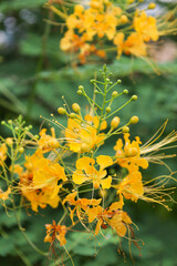 Yellow flowers blooming all over the stems with buds, Caesalpinia pulcherrima (Peacock flower).