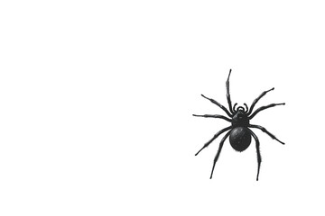 A spider isolated on transparent background, showcasing its intricate details and form