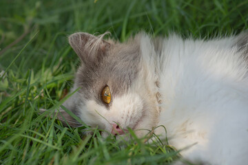 Let cat outside. Safely take cat outdoors.Free walking of cats on  garden