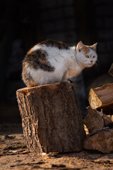 Pathetic homeless cat around looking for food. Rescue of pets.