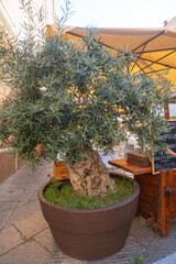 Olive Tree in Large Pot at Outdoor Cafe Terrace