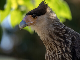 Brazil. Pantanal, good portrait, Crested caracara, Polyborus plancus.