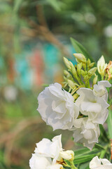 White flowers and unopened buds, the white petals and pale green buds blur the beautiful background.
