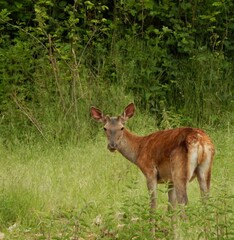 deer in the grass