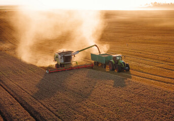 Fototapeta premium Collecting grain. Agricultural machine harvesting wheat