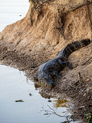 Brazil. Pantanal, adult Yacare caiman, Caiman yacare, basks on the shore.