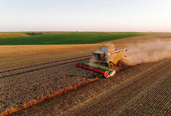 Fototapeta premium Illuminated by sunlight. Agricultural machine harvesting wheat
