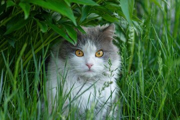 Plants to grow for cats. Safe garden environment for cats to play and walk