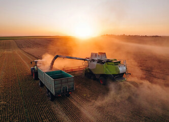 Fototapeta premium Evening dawn. Against sunlight. Agricultural machine harvesting wheat