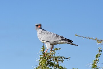 Weißbürzel-Singhabicht (Ptilopsis granti) im Etoscha Nationalpark in Namibia