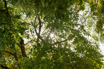 Sunlight shines through vibrant autumn leaves creating a warm seasonal glow