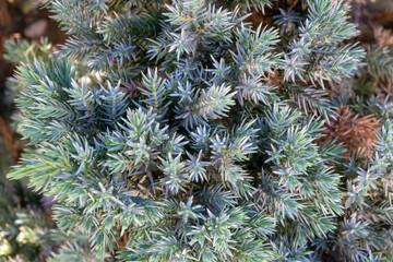 blue juniper twigs on a sunny day