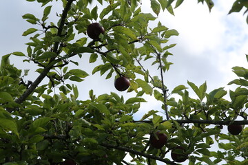 red apples on a tree