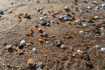 Amber stones on sea coast. Amber gems search on Baltic sea shore, fossilized tree resin crystals on...