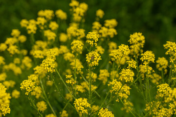 Turkish wartycabbage yellow wild flowers Bunias orientalis, hill mustard or turkish rocket flowers