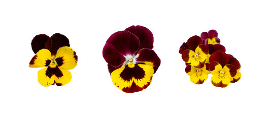 Purple Violet Pansies Isolated, Tricolor Viola Close up, Viola Flowers Set, Heartsease Collection