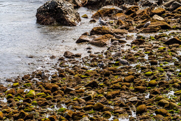 Larus michahellis pertenece a la familia de Laridae.