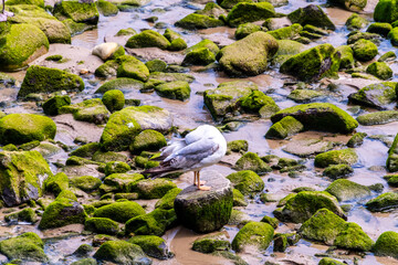 Larus michahellis pertenece a la familia de Laridae.