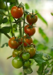  Cherry tomatoes in various stages of ripeness hang on the vine, showcasing a transition from green...