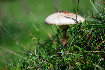 Wild mushroom growing in green grass under sunlight in a peaceful rural field