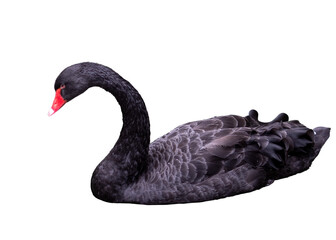 black swan isolated