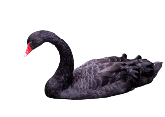 black swan isolated