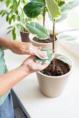 Adult woman cleaning indoor ficus leaves, dusting, moisturizing house plant near window in...