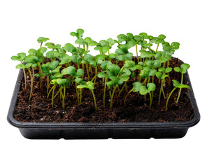 Seedling tray sprouts farming soil green young plant agriculture growth gardening fresh healthy microgreens thriving in black plastic tray symbolizing new beginnings and sustainability
