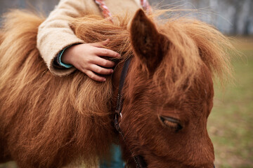 Child with light skin gently touching mane of small brown pony outdoors, only upper body and hand...