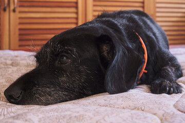 Relaxed Black Dog Resting on Bed with Orange Collar - A Peaceful Canine Portrait.