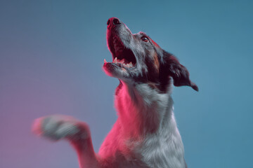 playful dog interacting with ar interface designed for training and communication