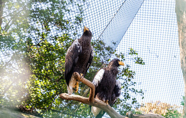 Two Stellers Sea Eagles are sitting on a branch in its enclosure in Prague Zoo in Czech Republic